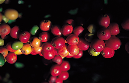 识别咖啡豆：阿拉比卡及罗布斯塔